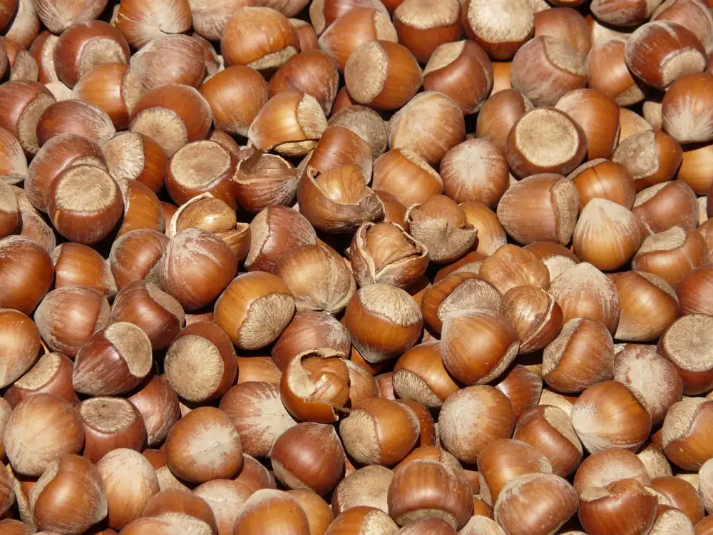 Nejlepší Vegan Protein